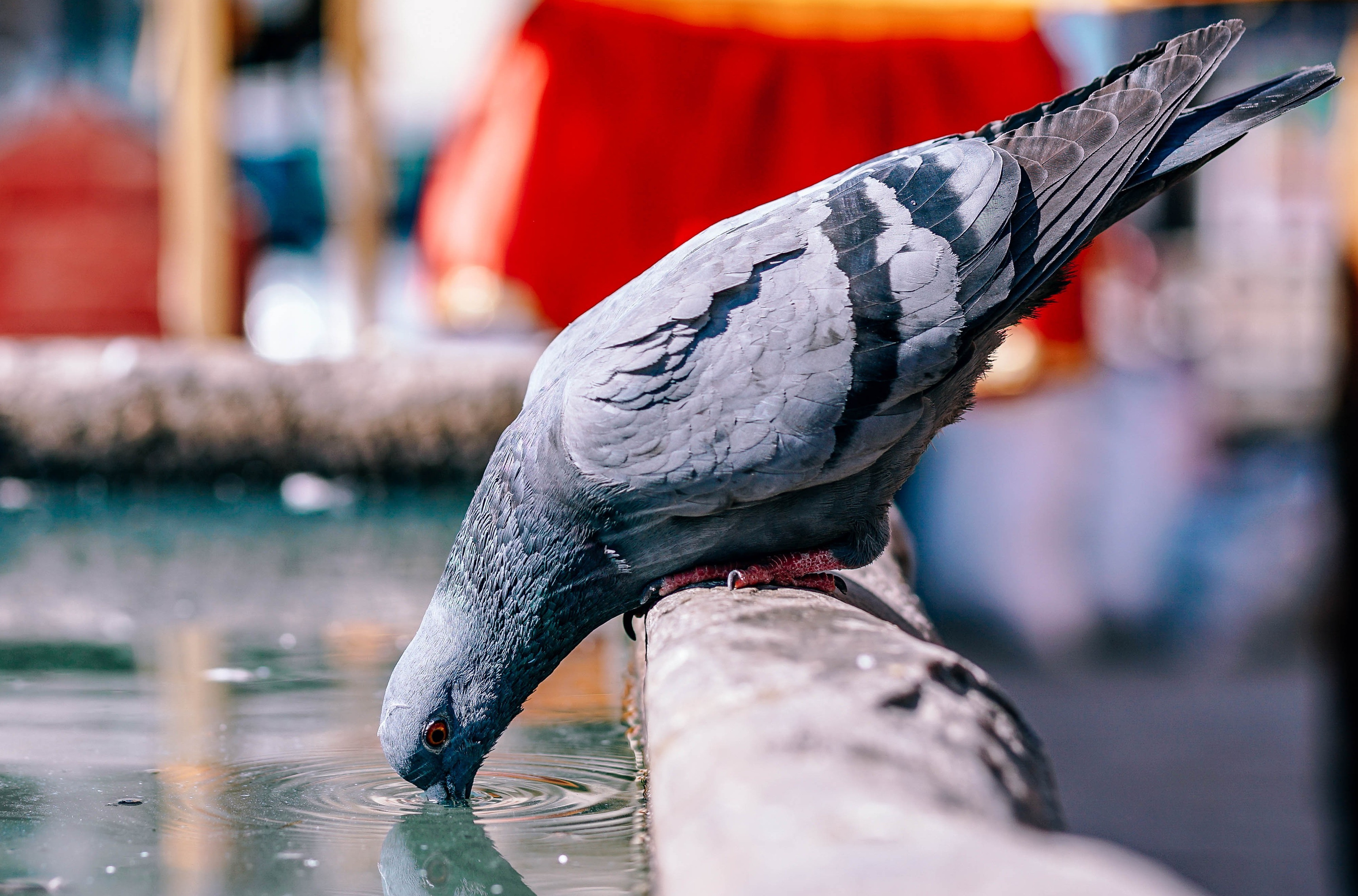 pigeon drinking dirty water