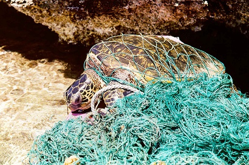 turtle entangled in pollution
