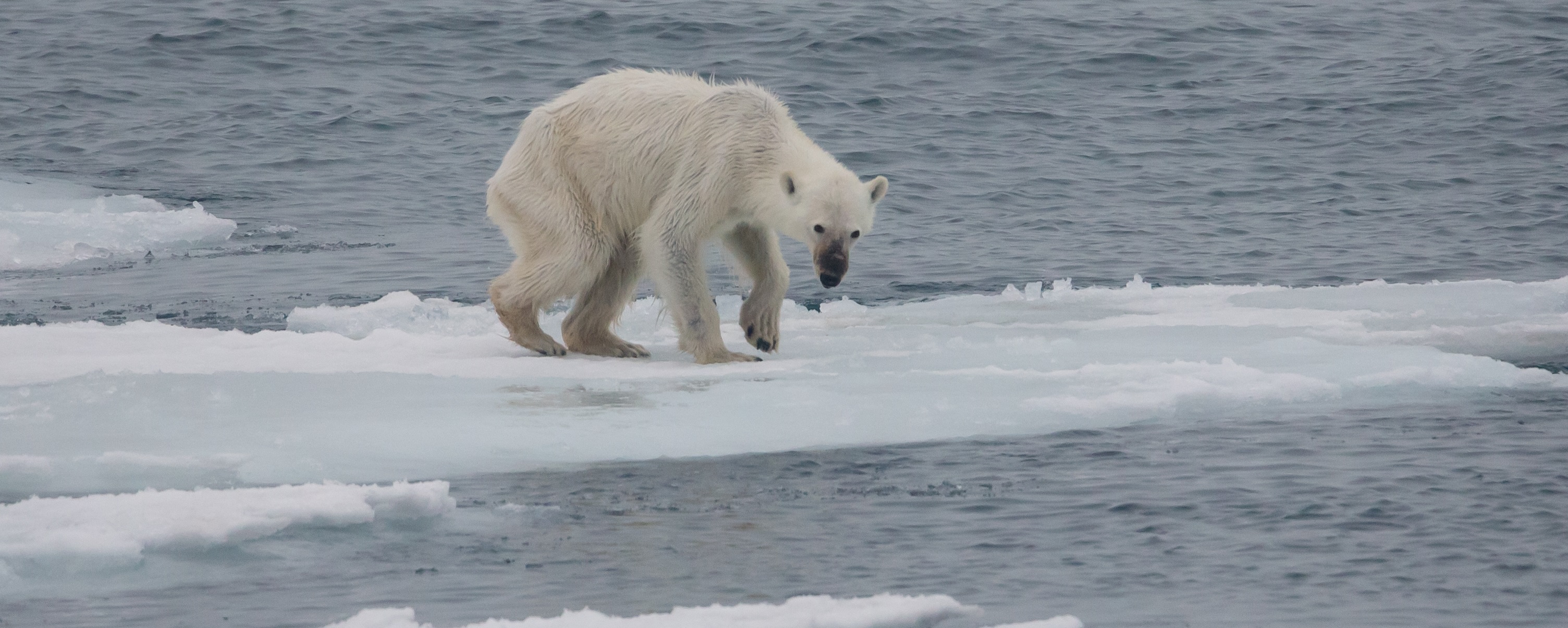 polar bear on thin, melting ice
